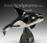 7” SIGNATURE Orca by Johnnysa Mathewsie *Sparks*