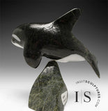 7” SIGNATURE Orca by Johnnysa Mathewsie *Sparks*