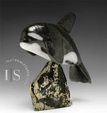 7” SIGNATURE Orca by Johnnysa Mathewsie *Poised*