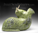 16" Basking Walrus by Noah Jaw *Orion*