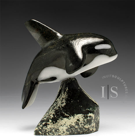 7” SIGNATURE Orca by Johnnysa Mathewsie *Poised*