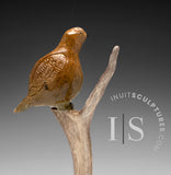 9" Ptarmigan (Bird) in Tree by Peter K. *Cat Nap*