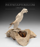 8" Hawk by Damien Iquallaq *A Love That Will Not Fail*