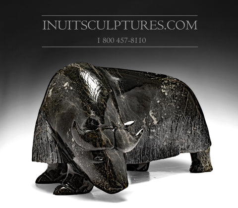 16" Muskox by Noah Jaw *Titanic*
